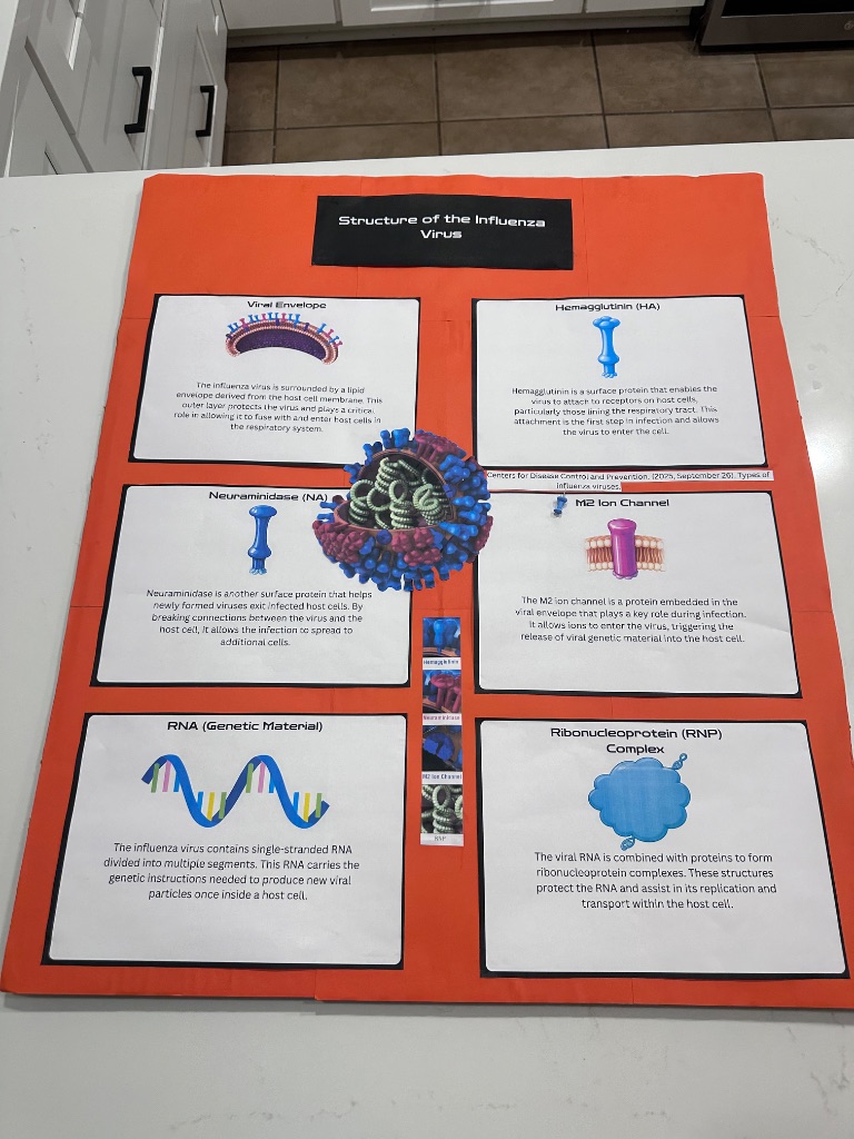 Influenza Virus Structure poster